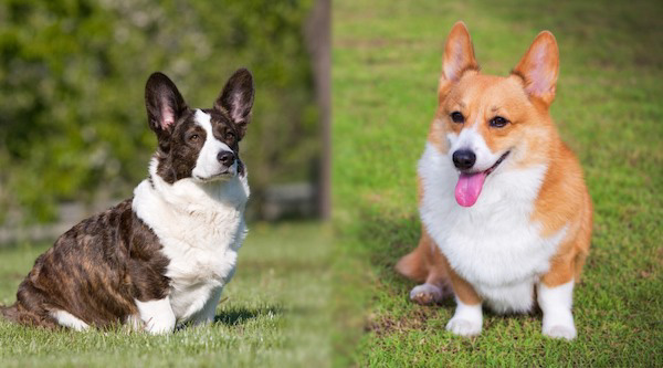 Cardigan Corgi có vẻ ngoài hầm hố hơn Pembroke Corgi