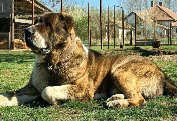 Chăm sóc Alaiba chu đáo để chúng phát triển khoẻ mạnh