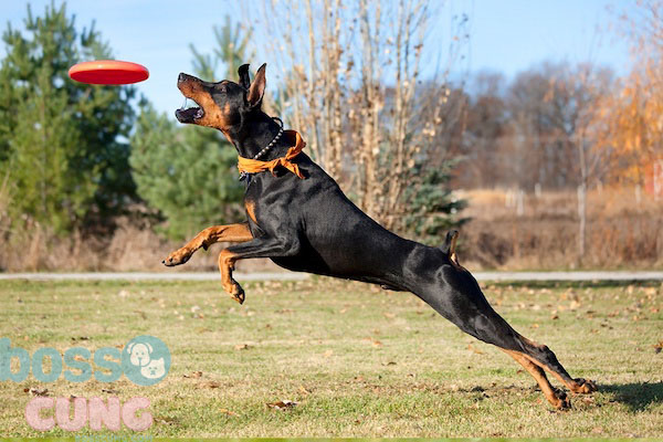 Doberman cần nơi ở rộng rãi và được vận động hàng ngày