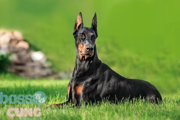 Giá Doberman phụ thuộc vào nguồn gốc, số tuổi, ngoại hình và giới tính