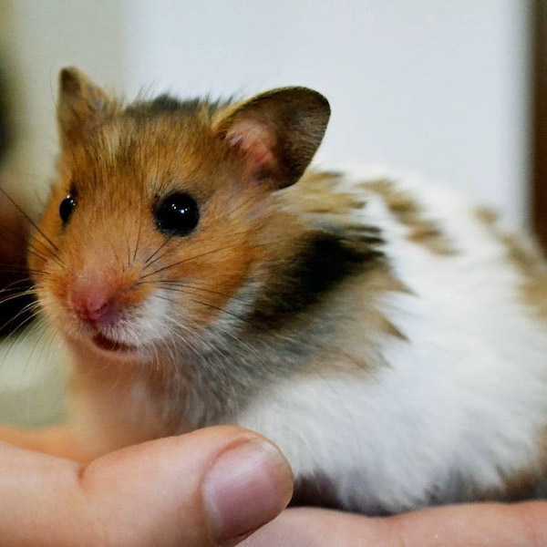 Dòng Bear với kích thước lớn