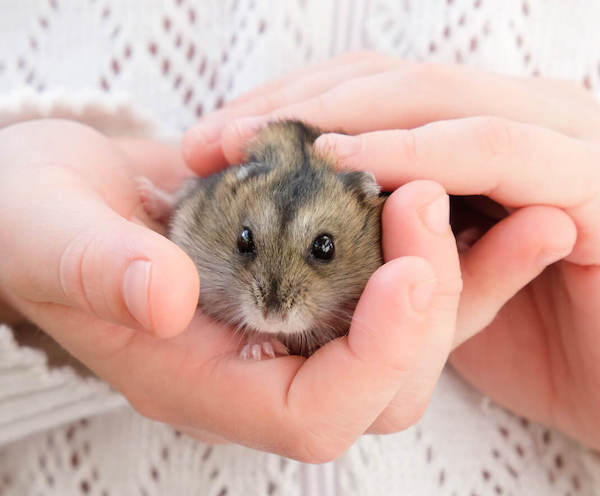 Cần nhẹ nhàng khi bế Hamster