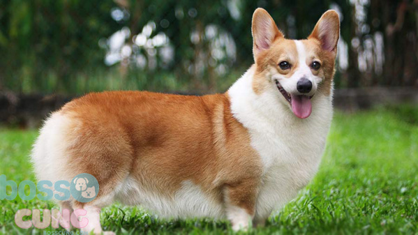 Chó Pembroke Corgi khá tăng động