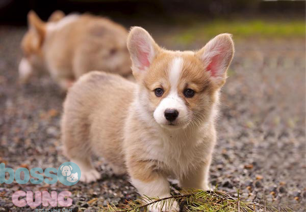 Chó Pembroke Welsh Corgi thích sống ở nơi thoáng mát