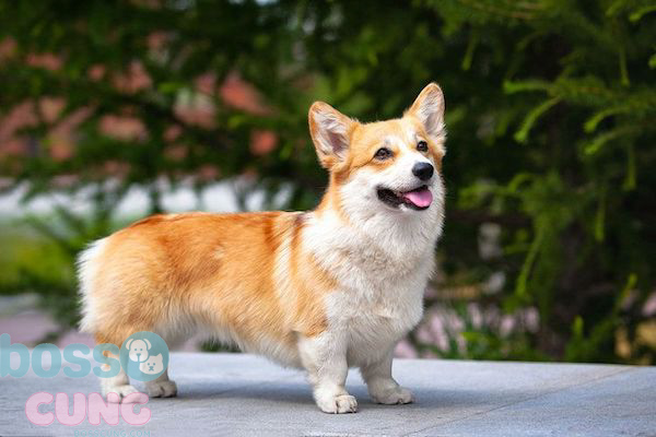 Chó Corgi khá khỏe mạnh và dễ chăm sóc