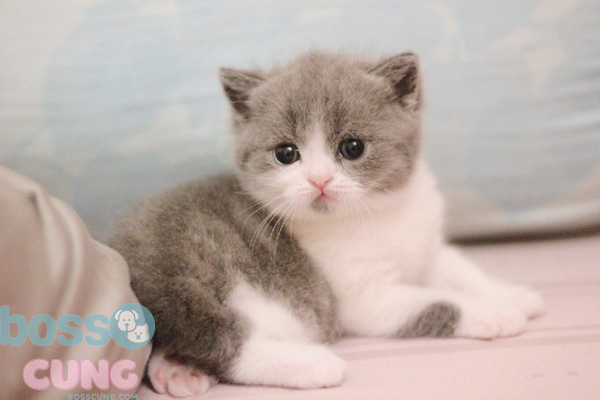 Viêm da là một trong những bệnh phổ biến ở mèo