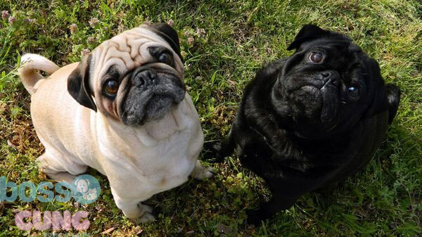 Pug là giống chó được rất nhiều người chọn nuôi hiện nay