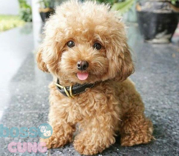 Với vẻ ngoài đáng yêu, Poodle được rất nhiều người lựa chọn nuôi