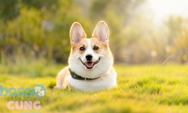 Corgi là giống chó cảnh phổ biến nhất hiện nay