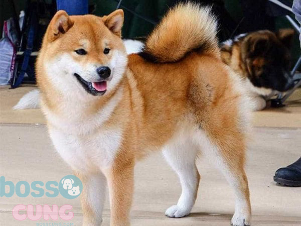 Shiba Inu là giống chó vô cùng phổ biến