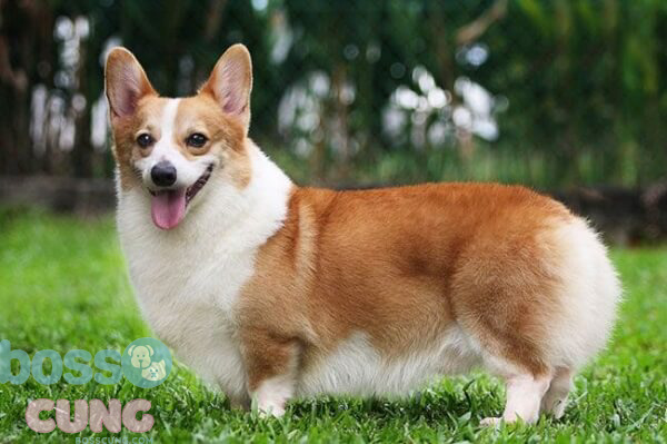 Corgi - Một trong các loài chó dễ thương hiện nay