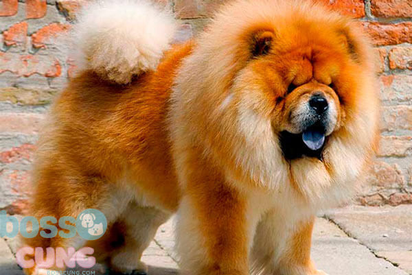 Chó Chow Chow là giống chó thông minh, dễ thương và biết nghe lời chủ
