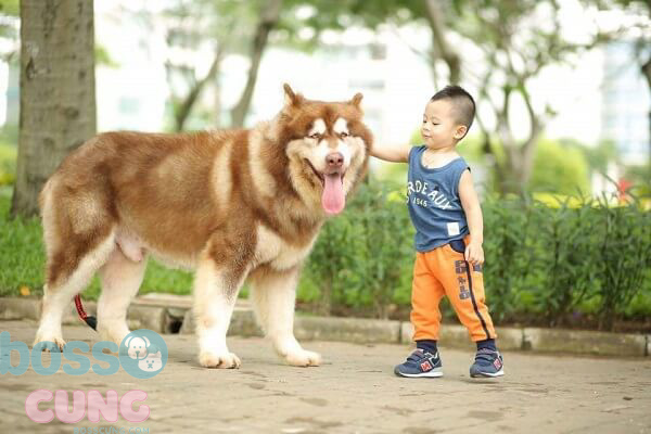 Alaskan giống chó có thân hình to lớn
