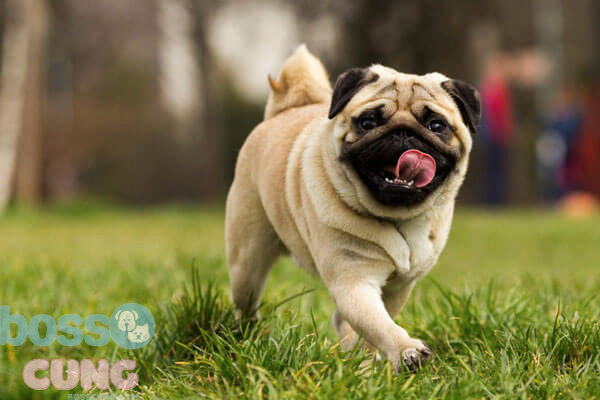 Chó Pug thân thiện, đáng yêu và hiền lành