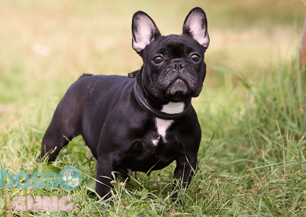 Chó Bulldog Pháp nằm trong các loại chó dễ thương nhất thế giới