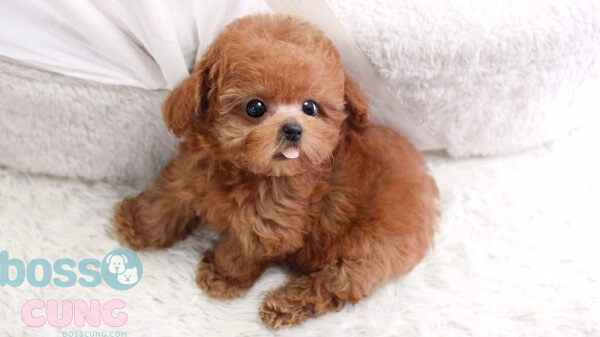 Poodle sở hữu ngoại hình xinh xắn