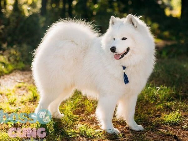 Samoyed thông minh, hiền hòa