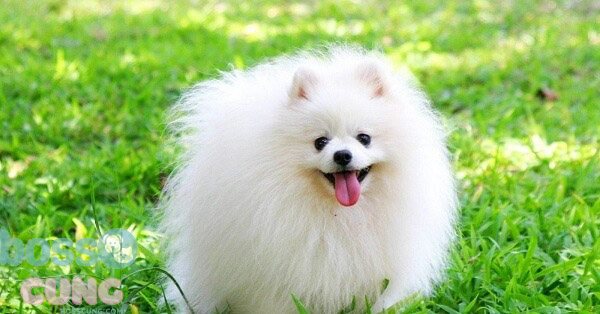 Chó Pomeranian nhanh nhẹn