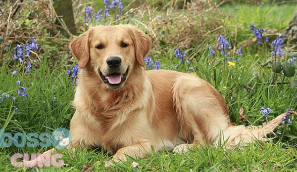 Golden Retriever - Loài chó dễ thương trên thế giới