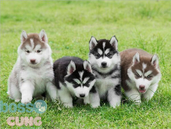 Husky - Giống chó tinh nghịch