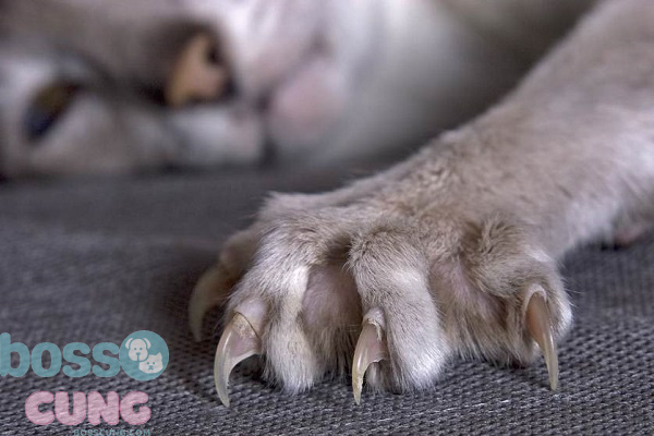 Móng vuốt giúp mèo leo trèo và tự vệ