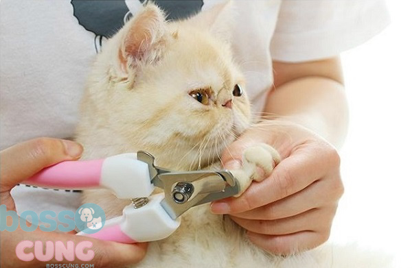 Dụng cụ cắt móng cho mèo