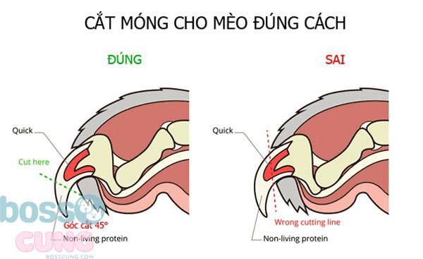 Cách cắt móng vuốt cho mèo đúng chuẩn