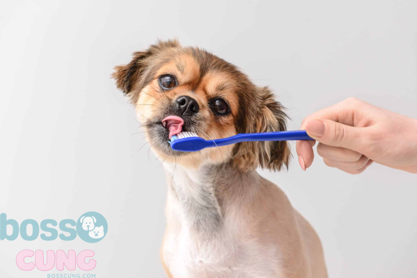 Chăm sóc răng cho chó ở các độ tuổi khác nhau