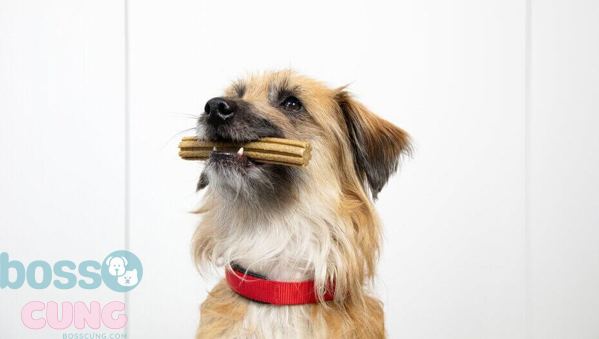 Chăm sóc răng cho chó ở các độ tuổi khác nhau
