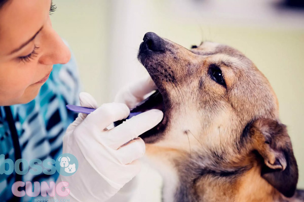 Chăm sóc răng cho chó ở các độ tuổi khác nhau