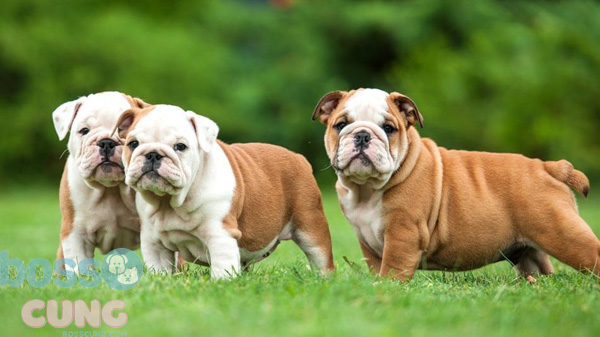 Chó Bulldog Anh