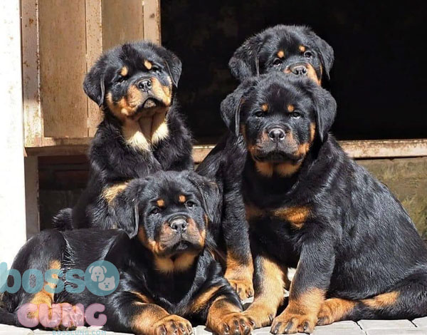 Chó Rottweilers