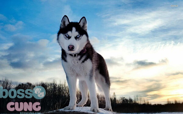 Giống chó Husky
