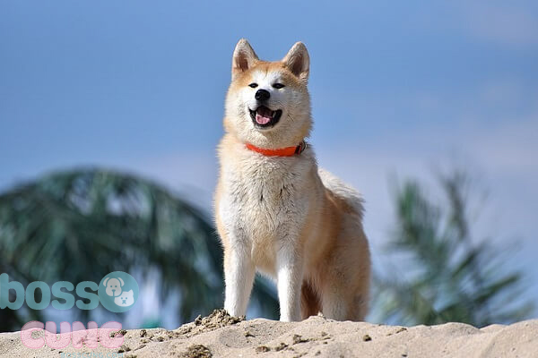 Giống chó Akita Inu