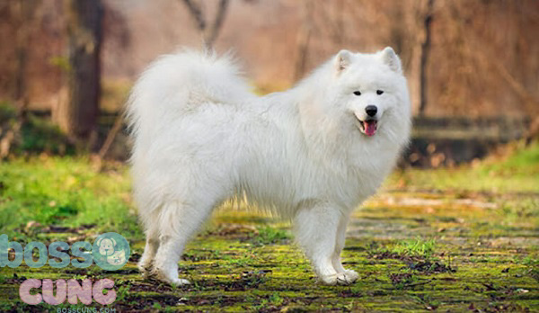 Giống chó Samoyed