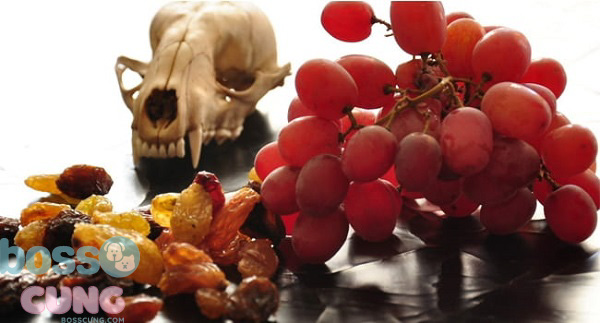 Nho, nho khô là thực phẩm mà chó không nên ăn