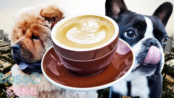 Caffeine có thể gây tử vong ở chó