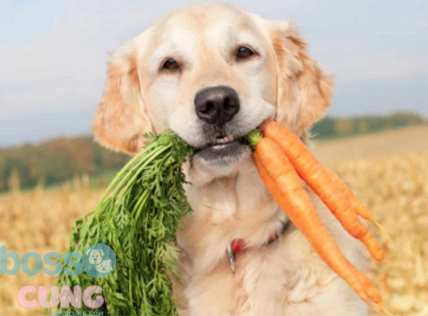 Cà rốt là thực phẩm khuyến khích chủ nuôi nên cho chó ăn