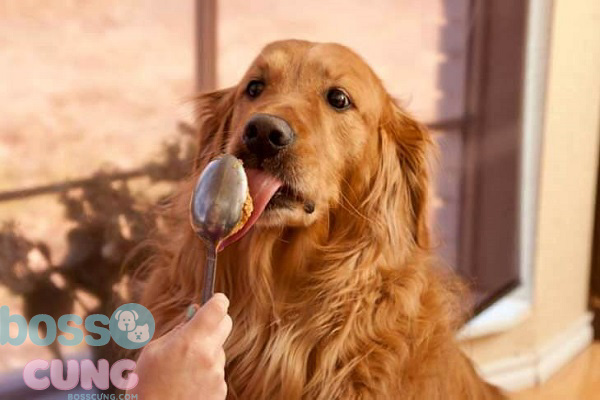 Ăn bơ đậu phộng sẽ giúp tăng cường hệ thống miễn dịch ở thú cưng