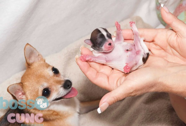 Bạn có thể điểm qua vài dấu hiệu cho thấy chó mẹ có thai