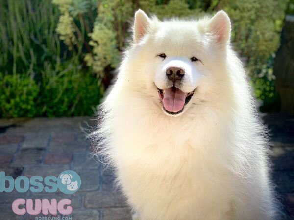 Cần lưu ý cách chăm sóc chó mẹ trong thời kỳ mang thai