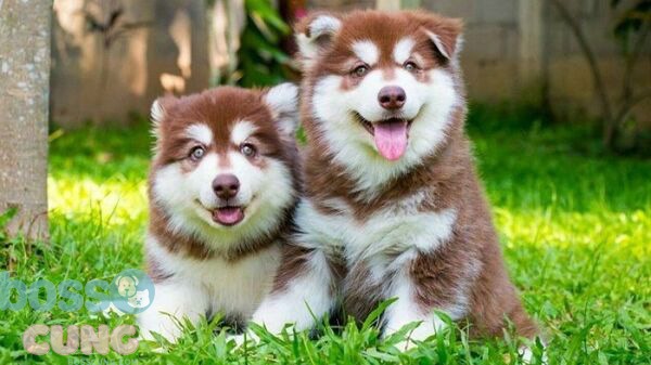 Bạn có thể dựa vào đặc điểm ngoại hình để đặt tên cho chó cưng