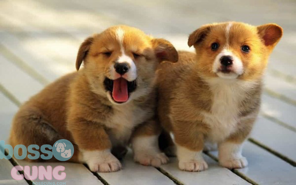 Dùng tên thần tượng để đặt tên cho chú chó cưng cũng là ý tưởng không tồi