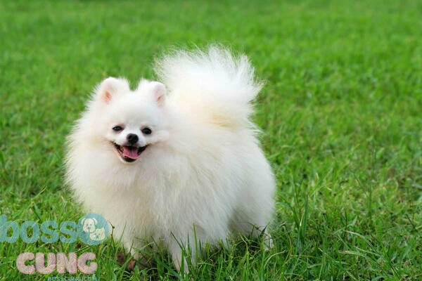 Cần lưu ý những gì khi bạn lựa chọn tên cho chó cưng