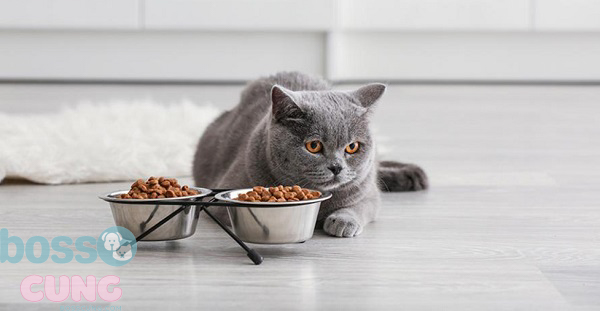 Mèo sắp chết thường trở nên biếng ăn