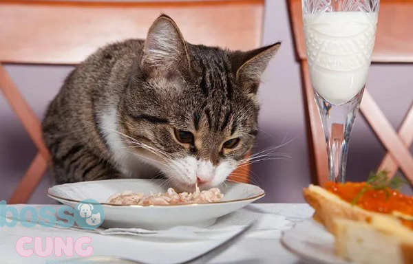 Hãy cho chúng ăn những món ăn ngon