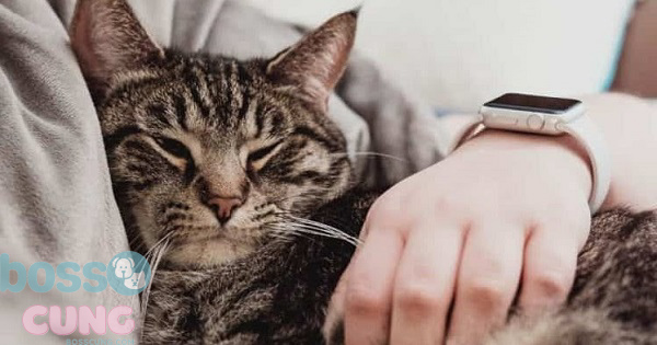 Bạn nên dành thời gian gần gũi với mèo