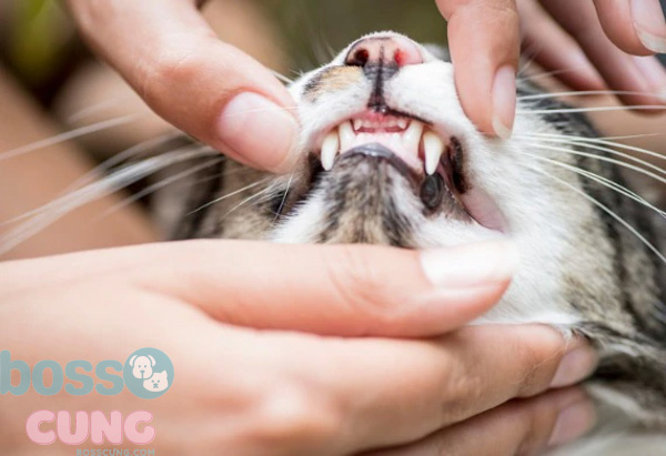 Duy trì sức khỏe răng miệng của mèo là điều quan trọng.