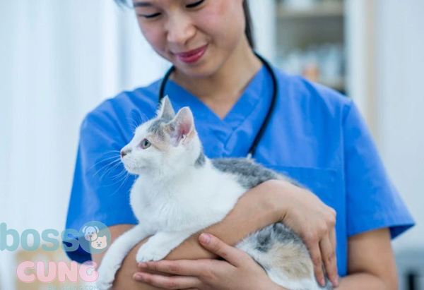Sức khỏe răng miệng của mèo kém cũng có thể dẫn đến các vấn đề về tim, thận và hơn thế nữa.