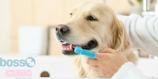 Nên khuyến khích và khen ngợi chúng trong suốt quá trình này để chúng quen với việc chải răng tích cực hơn.